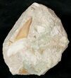 Otodus Shark Tooth Fossil In Matrix #18176-1